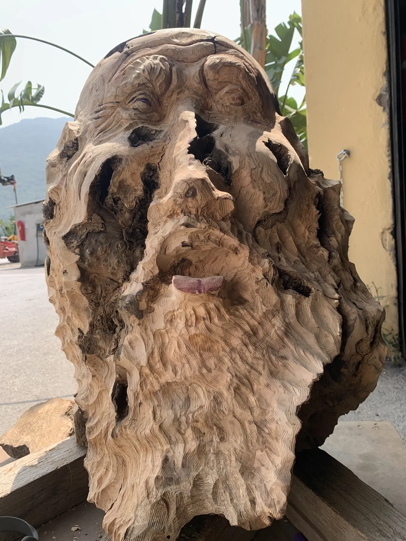 Visage sculpté directement dans une pièce d'olivier aux cavités naturelles